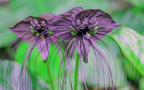 Characterized by lee county extension service as the most popular florida shrub, hibiscus is best. Bat Plant A Boo Tiful Choice For Southwest Florida Artistree Artistree