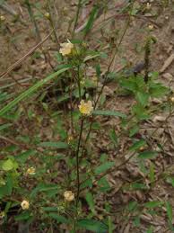 Image result for Sida dregei