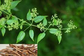 Image result for Rubia cordifolia