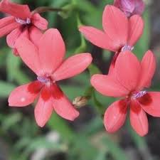 Image result for Amorphophallus abyssinicus