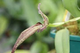 Image result for Bulbophyllum burttii