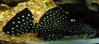 Leading fungus on sellers bring them to you right from farmers. Angelicus Plecostomus L 136 Pseudoacanthicus Angelicus Tropical Fish Keeping