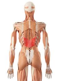 Posterior rami of lower cervical nerves. Serratus Posterior Inferior Pain How To Fix