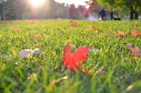 Follow this lawn care calendar and you can have a beautiful looking lawn all year round. Fall Is A Crucial Time For Lawn Care Hodges Window Doors