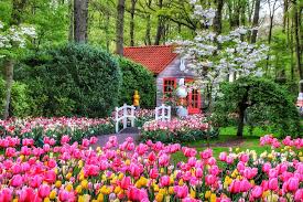 Planning a visit to keukenhof in 2021? Tulip Fields In The Netherlands The Ultimate Guide