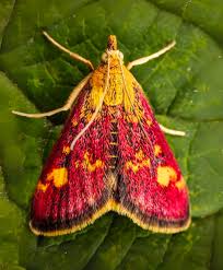 Image result for Pyrausta ostrinalis