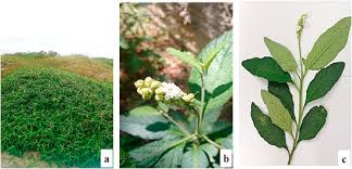 Image result for Cordia sp.A.