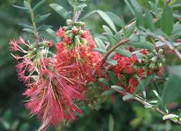 Image result for Melaleuca hypericifolia