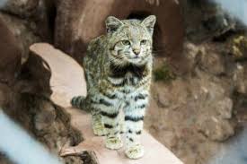 The andean cat leopardus jacobita occurs mainly in the high andes of peru and bolivia, the north of chile and northern argentina up to 5,000 m. The Andean Cat A Seriously Endangered Feline My Animals