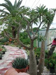 Image result for Pachycarpus firmus