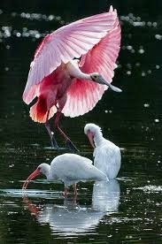 pin on regno animale