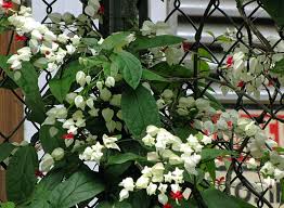 Image result for Clerodendrum umbellatum