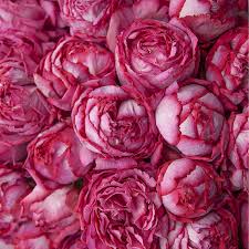 Yves piaget roses from parfum flower company (pfc), the european distributor of english garden roses and other natural scented roses. Rose Yves Piaget Cut Flower On Thursd