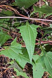 Image result for Sigesbeckia