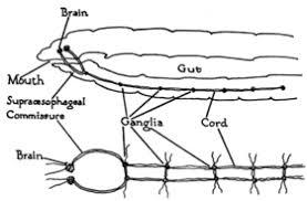 earthworm wikipedia