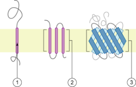 Peripheral proteins localized to the Membrane Protein Wikipedia