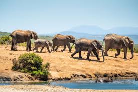 2006 wurden mehr als eine halbe million fahrzeuge in südafrika gebaut und zum großen teil exportiert. Addo Elephant Park Sudafrika Ein Tag Safari An Der Garden Route