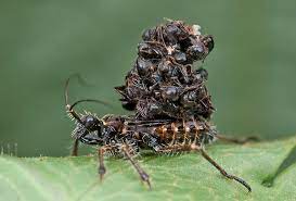 Importantly, these bugs not only bite, but their bites spread the parasite that causes chagas disease, a disorder that does damage to major organs and can be fatal. Absurd Creature Of The Week The Ferocious Bug That Sucks Prey Dry And Wears Their Corpses Wired
