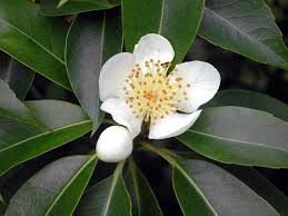 Image result for Tristachya superba