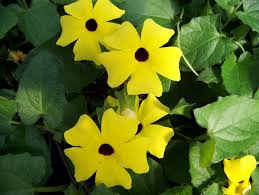 Blackeyed Susan Vine Seeds Mix Color Thunbergia Alata White Gold And Yellow 1 Oz Seeds Black Eyed Susan Vine Black Eyed Susan Plant Seedlings