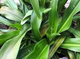 Image result for Crinum aurantiacum