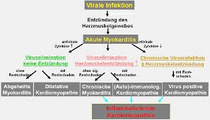 Learn vocabulary, terms and more with flashcards, games and other study tools. Https Www Klinikum Uni Heidelberg De Fileadmin Medizinische Klinik Abteilung 3 Ich Herz Virus Und Immunsystem Kaya Website Pdf