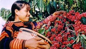 Within 100 years, the area reached only 30,000 hectares. Coffee Culture Is Growing In Vietnam Quality Robusta Will Blow You Away
