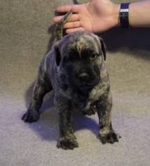 Hello, our names are gary goolsby based out of mission texas & brian lange in phoenix arizona. Puppyfinder Com Presa Canario Puppies Puppies For Sale Near Me In California Usa Page 1 Displays 10