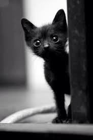 Black And White Kittens For Sale Near Me Black Cats Are Awesome Here Are 32 Of Them Awesomelycute Pets Baby Animals Animals