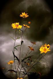The dry wells can be installed to capture eaves troughs downspouts and channel it to a storage tank underground in proximity to trees. Flowers In The Storm My Loud Whispers Of Hope