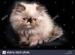 Silver Shaded Himalayan Persian Kittens for Sale - Pure ...