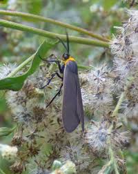 Image result for Telechrysis tripuncta