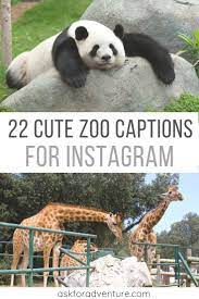 22 Cute Zoo Captions For Instagram Pictures Of Animals Ask For Adventure Instagram Captions Zoo Pictures Good Instagram Captions