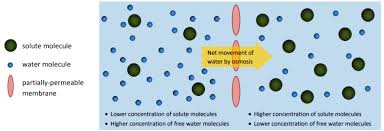 الخاصية الأسموزية والنقل النشط محاضرة 5 رقيم
