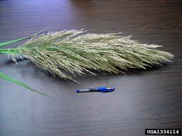 Image result for Arundo