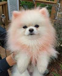 washable painting with pomeranian dog at the glamour pups chiots mignons chiot petits animaux mignons