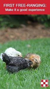 6 To 8 Week Old Chickens Rhode Island Red Chickens Silkie Chickens Chickens