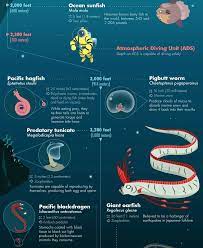 32 Of The Most Bizarre Deep Sea Creatures Discovered So Far Infographic Deep Sea Creatures Deep Sea Sea Creatures