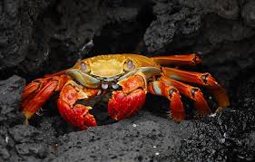 Whether it's falling off a cliff or public nudity, find out what might be causing. Dreams About Crabs Meaning And Interpretation