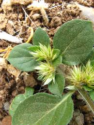 Image result for Alternanthera pungens