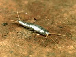 Nymphs develop faster in areas that are humid. Silverfish Description Behaviour Britannica