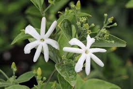 Image result for Jasminum meyeri-johannis