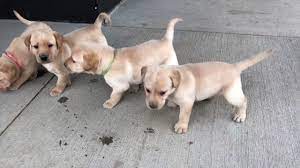 Golden and black labrador puppies on a pink background. Annie 4 Week Old British Labrador Puppies Youtube