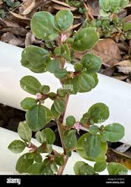 Image result for Trianthema portulacastrum