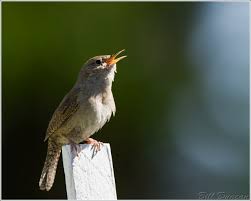 The Missouri House Wren – A Thousand Acres of Silphiums