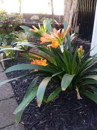 Clivia Black Mulch Drought Tolerant Full Shade Or Part Sun Mediterranean Garden Gardening For Dummies Modern Landscaping