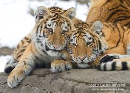 Siberian Tiger Cubs Siberian Tiger Black Jaguar Animal Jaguar Animal