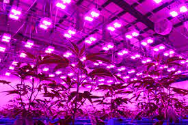 Make sure you have enough led grow lights to cover the whole tent. How To Hang Led Grow Lights The Right Way Lumigrow Learning Center