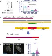 Set the last 12 digits of your iban. Phase Separation Of Yap Reorganizes Genome Topology For Long Term Yap Target Gene Expression Biorxiv