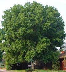 Silver Leaf Maple Trees For Sale Canadian Maple Tree Silver Maple Tree Shade Trees Maple Tree